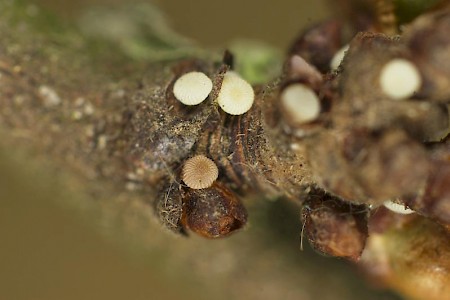 Black-spotted Chestnut Conistra rubiginosa