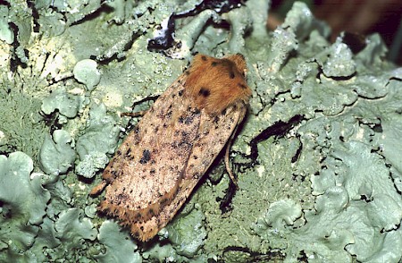 Dotted Chestnut Conistra rubiginea