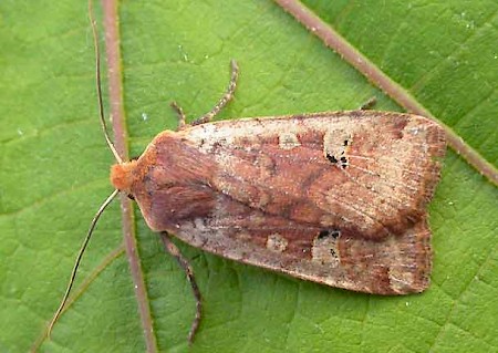 Red-headed Chestnut Conistra erythrocephala