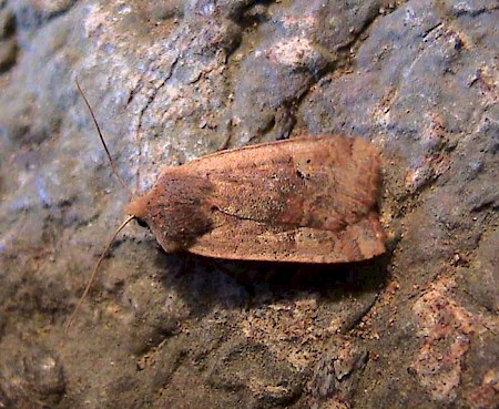 Red-headed Chestnut Conistra erythrocephala