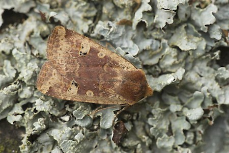 Red-headed Chestnut Conistra erythrocephala