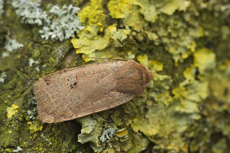 Red-headed Chestnut Conistra erythrocephala