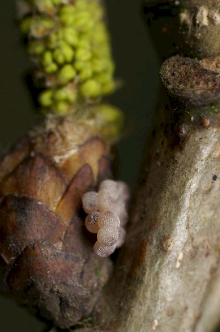 Red-headed Chestnut Conistra erythrocephala