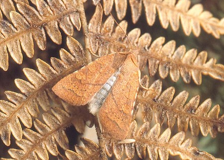 Orange Upperwing Jodia croceago