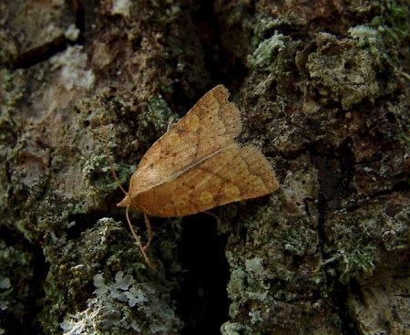 Orange Upperwing Jodia croceago