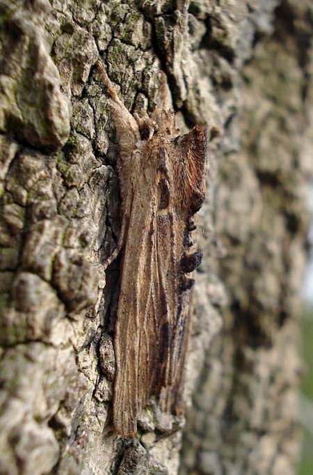 Tawny Pinion Lithophane semibrunnea