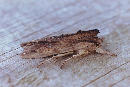 Tawny Pinion Lithophane semibrunnea