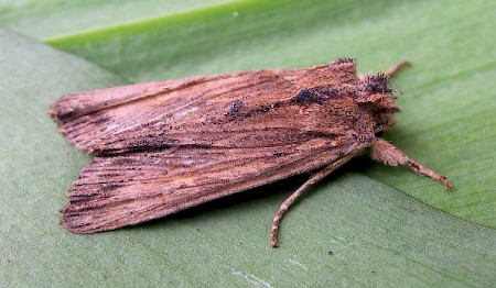 Tawny Pinion Lithophane semibrunnea