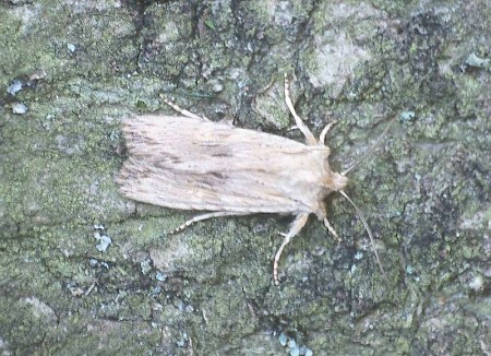 Pale Pinion Lithophane socia