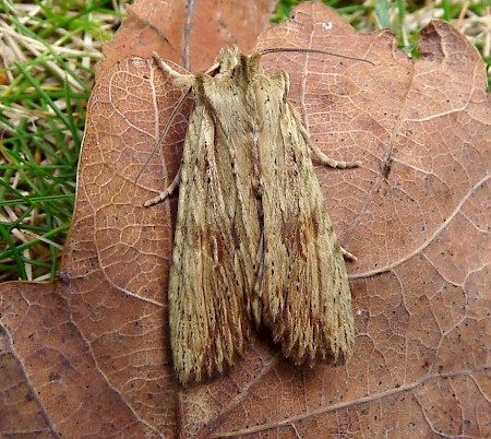 Pale Pinion Lithophane socia