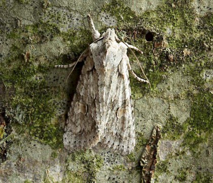 Adult • Dorset • © John Howell