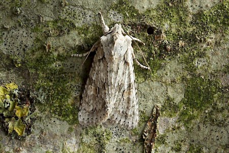 Grey Shoulder-knot Lithophane ornitopus