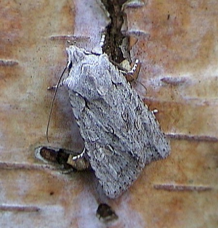 Grey Shoulder-knot Lithophane ornitopus