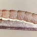 Larva • Ashop Clough, Derbys. On Vaccinium myrtillus • © Ian Smith