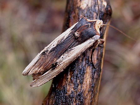 Red Sword-grass Xylena vetusta