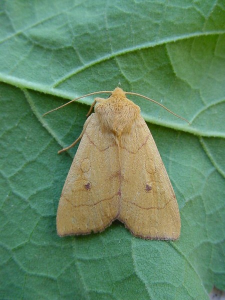 Angle-striped Sallow Enargia paleacea