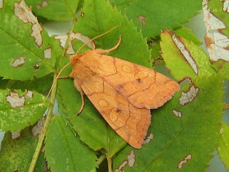 Angle-striped Sallow Enargia paleacea