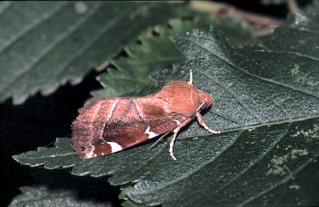 White-spotted Pinion Cosmia diffinis