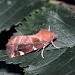 Adult • Cambridgeshire • © David Green/Butterfly Conservation