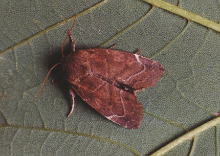 Lesser-spotted Pinion Cosmia affinis