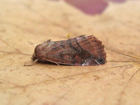 Lunar-spotted Pinion Cosmia pyralina