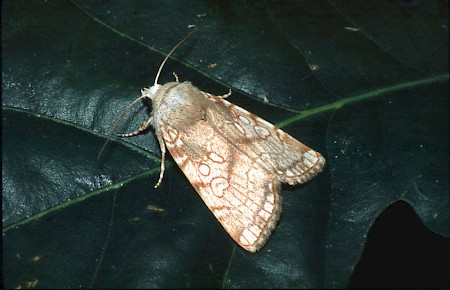 Heart Moth Dicycla oo