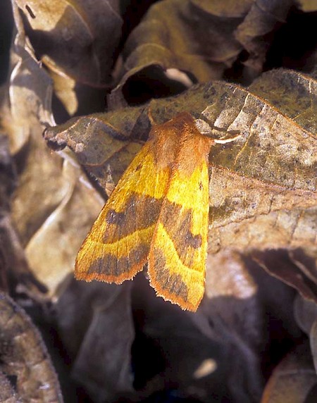 Centre-barred Sallow Atethmia centrago