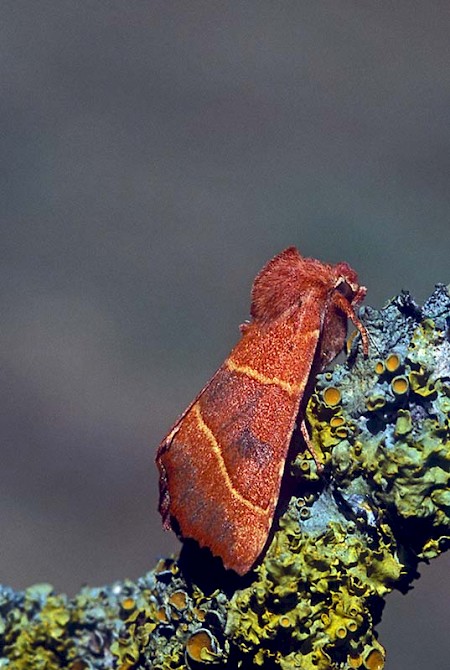 Centre-barred Sallow Atethmia centrago