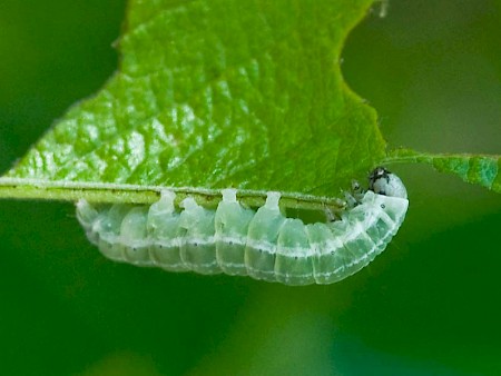 Minor Shoulder-knot Brachylomia viminalis