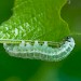 Larva • South Uist, Outer Hebrides • © Chris Johnson