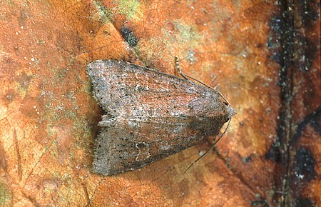The Suspected Parastichtis suspecta