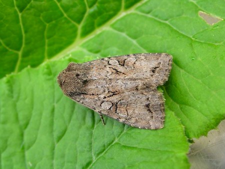 Dingy Shears Apterogenum ypsillon