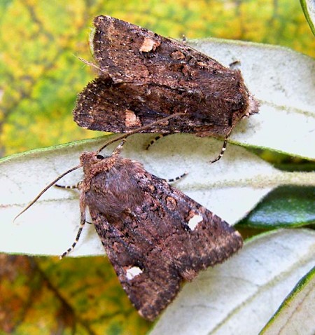 Oak Rustic Dryobota labecula