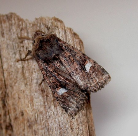 Oak Rustic Dryobota labecula