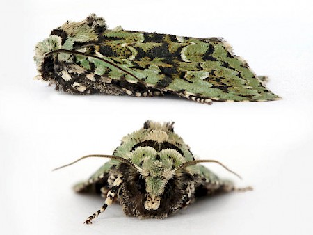 Merveille du Jour Griposia aprilina