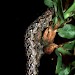 Larva • New Forest, Hampshire • © David Green/Butterfly Conservation