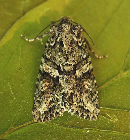 Brindled Green Dryobotodes eremita