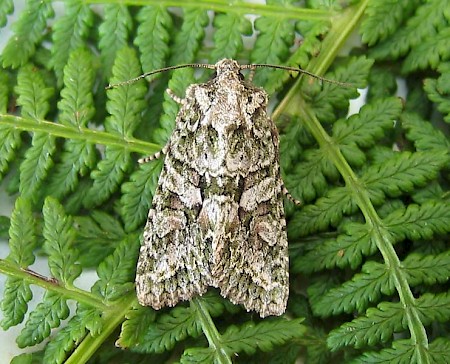 Brindled Green Dryobotodes eremita