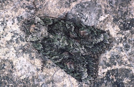 Brindled Green Dryobotodes eremita