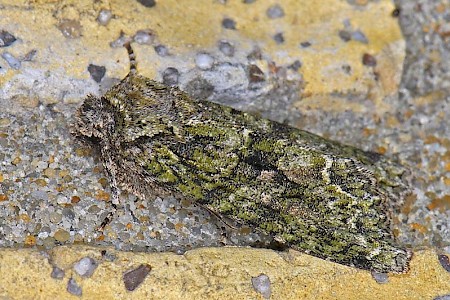 Brindled Green Dryobotodes eremita