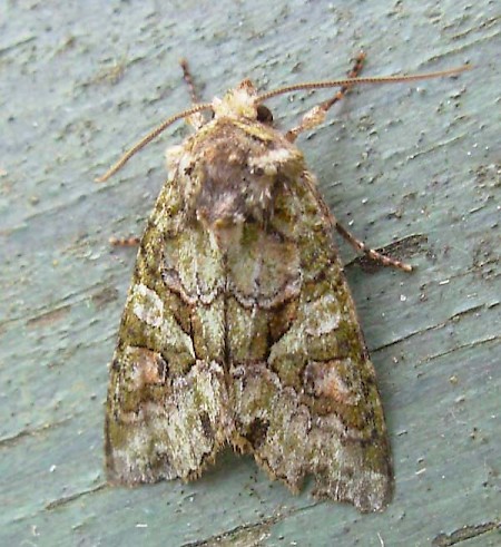 Southern Brindled Green Dryobotodes roboris