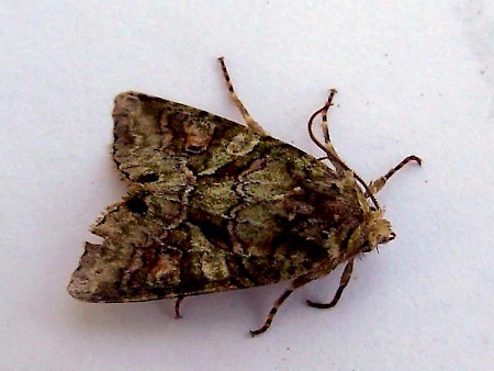 Southern Brindled Green Dryobotodes roboris