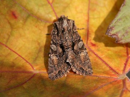 Sombre Brocade Dichonioxa tenebrosa