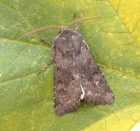 Deep-brown Dart Aporophyla lutulenta