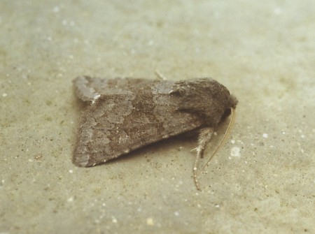 Deep-brown Dart Aporophyla lutulenta