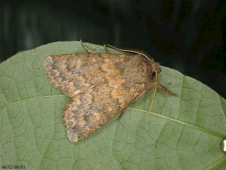 Brindled Ochre Dasypolia templi