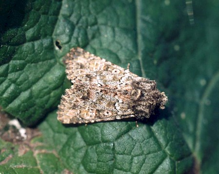 Feathered Ranunculus Polymixis lichenea