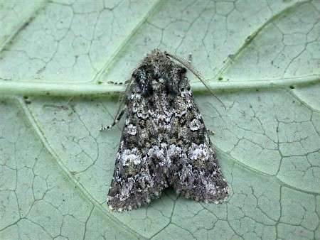 Feathered Ranunculus Polymixis lichenea