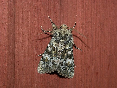 Feathered Ranunculus Polymixis lichenea