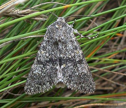 Adult • North Devon • © Lee Gregory